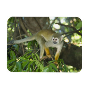 Magnet Flexible Singe écureuil commun, (Saimiri sciureus), Rio