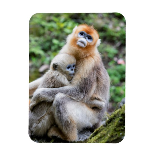 Magnet Flexible Singe nez retroussé doré avec bébé (Vertical)