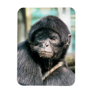 MAGNET FLEXIBLE SINGES