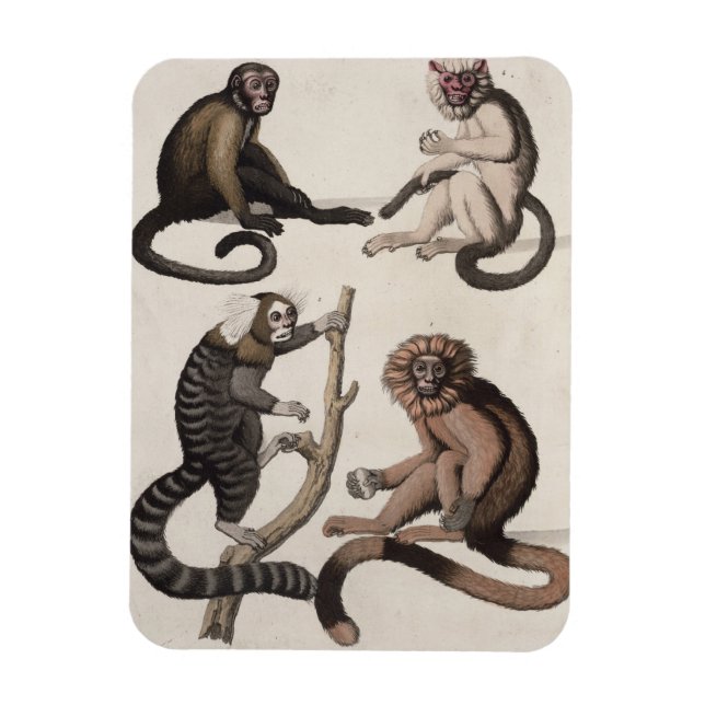 Magnet Flexible Singes (litho couleur) (Vertical)