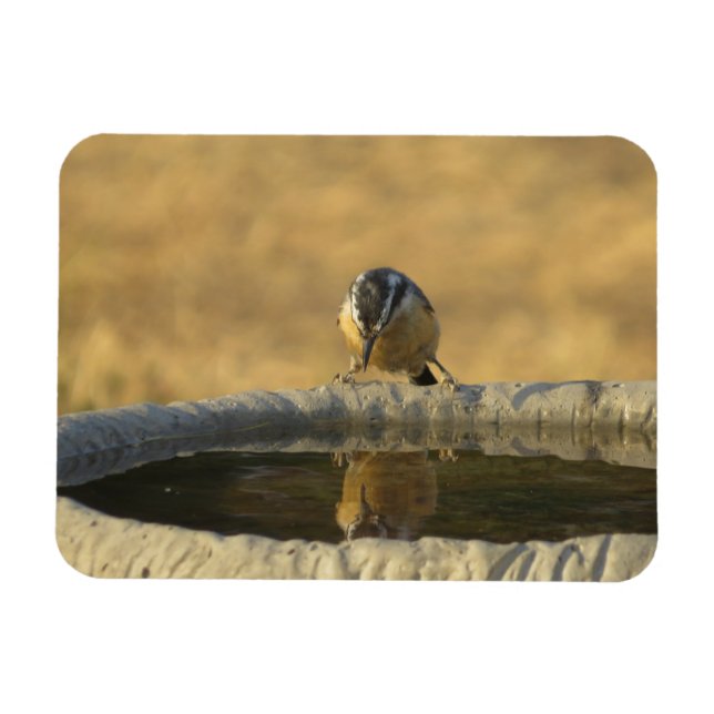 Magnet Flexible Sittelle regardant son reflet (Horizontal)