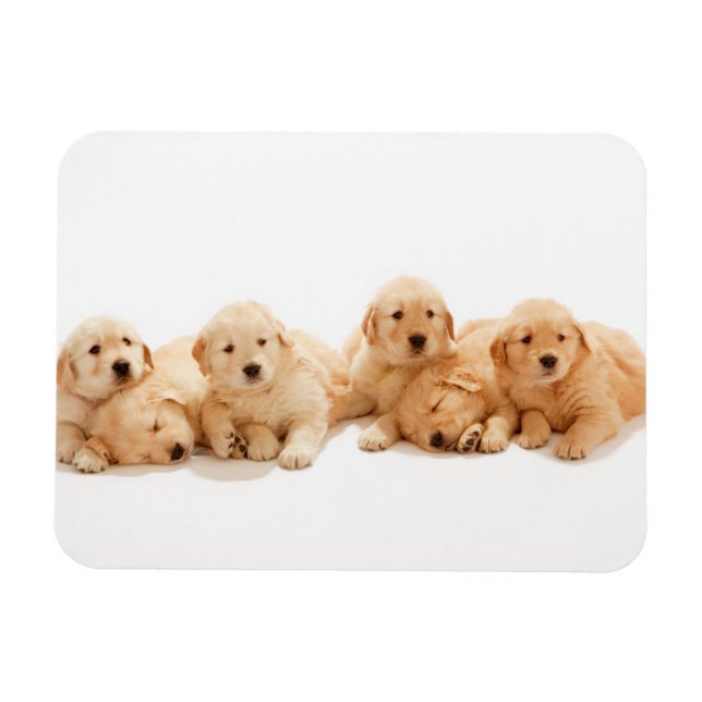 Magnet Flexible Six Marionnettes Golden Retriever (Horizontal)