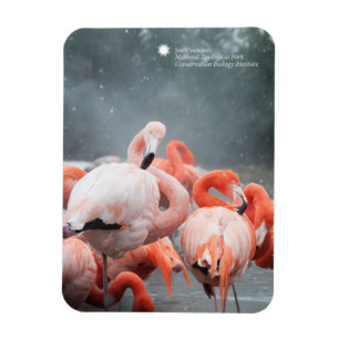 Magnet Flexible Smithsonian   Flamants roses Dans La Neige