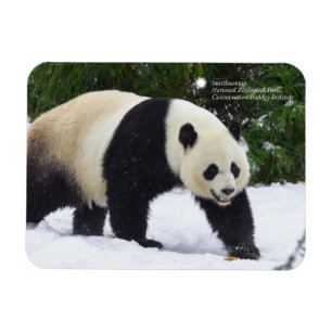 Magnet Flexible Smithsonian   Pandas Géants Dans La Neige