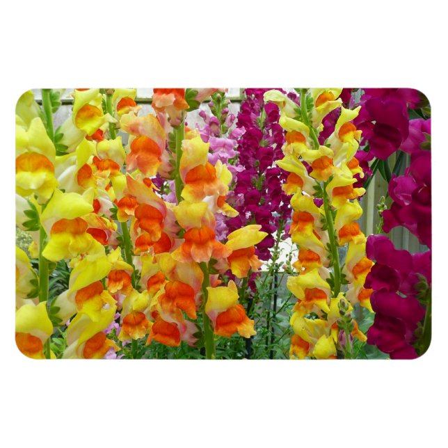 Magnet Flexible Snapdragons colorés floraux (Horizontal)