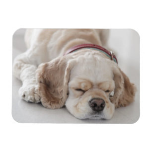 Magnet Flexible Sommeil de chien de cocker