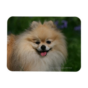Magnet Flexible Sourire de Poméranie