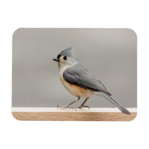 Magnet Flexible Souris de tirelire