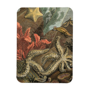 Magnet Flexible Sous la mer