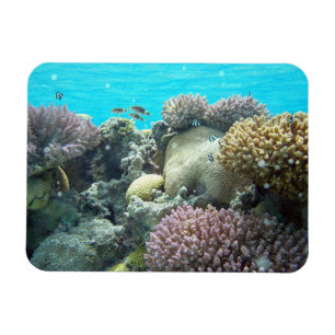 Magnet Flexible Sous L'Eau, Coral Reef,