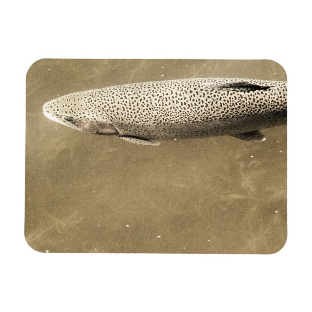 Magnet Flexible Speckles (Horizontal)