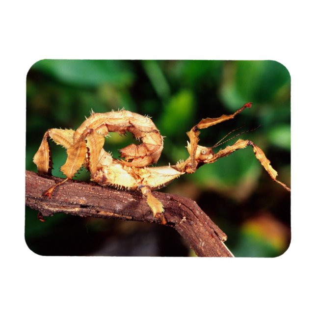 Magnet Flexible Spectre de Macleay (Phasme épineux), (Horizontal)