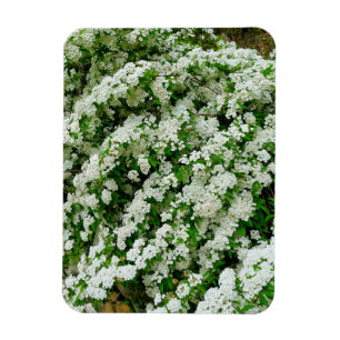Magnet Flexible Spirea Arguta