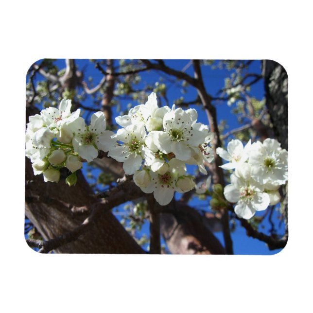 Magnet Flexible Spring Flowering Pear Tree (Horizontal)