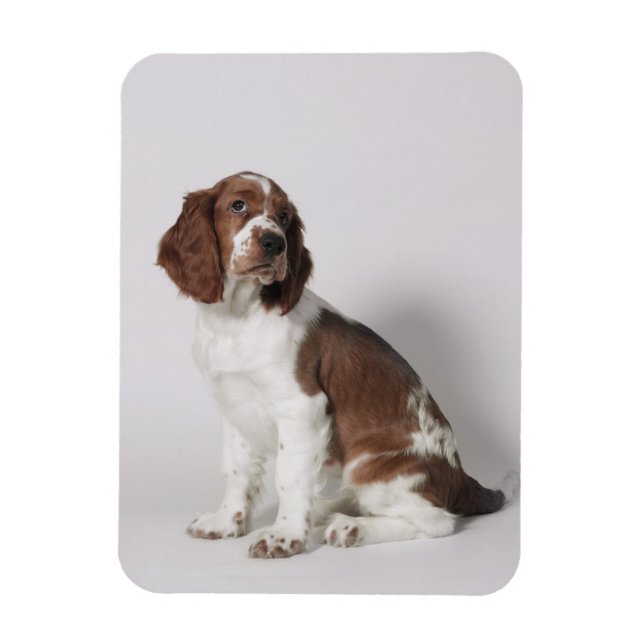 Magnet Flexible Springer spaniel (Vertical)