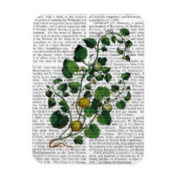 Squash Vine 4