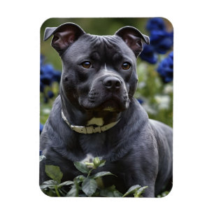 Magnet Flexible Staffordshire Bull Terrier Dans Blue Rose Garden,