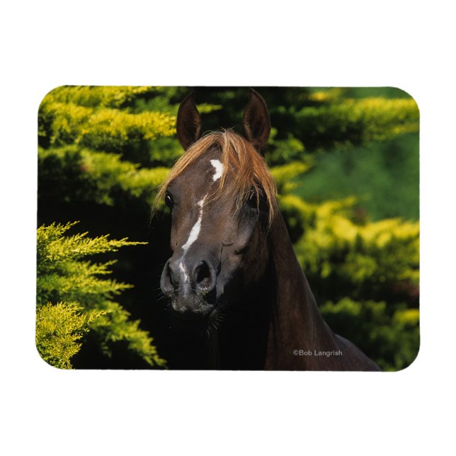 Magnet Flexible Stallion arabe (Horizontal)
