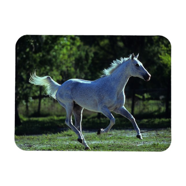Magnet Flexible Stallion Thoroughbred Running (Horizontal)