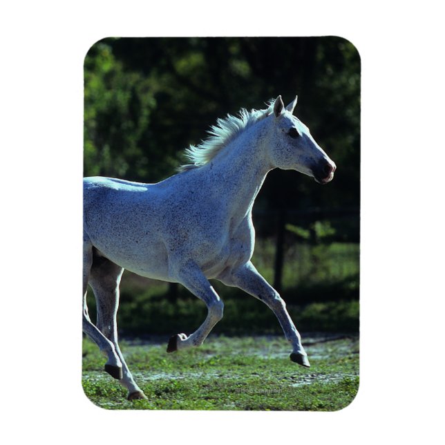 Magnet Flexible Stallion Thoroughbred Running (Vertical)