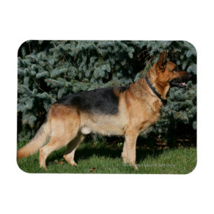 Magnet Flexible Stand de spectacle berger allemand