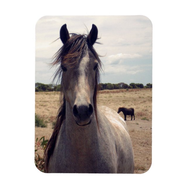 Magnet Flexible Star The Arab Pony, aimant flexible (Vertical)