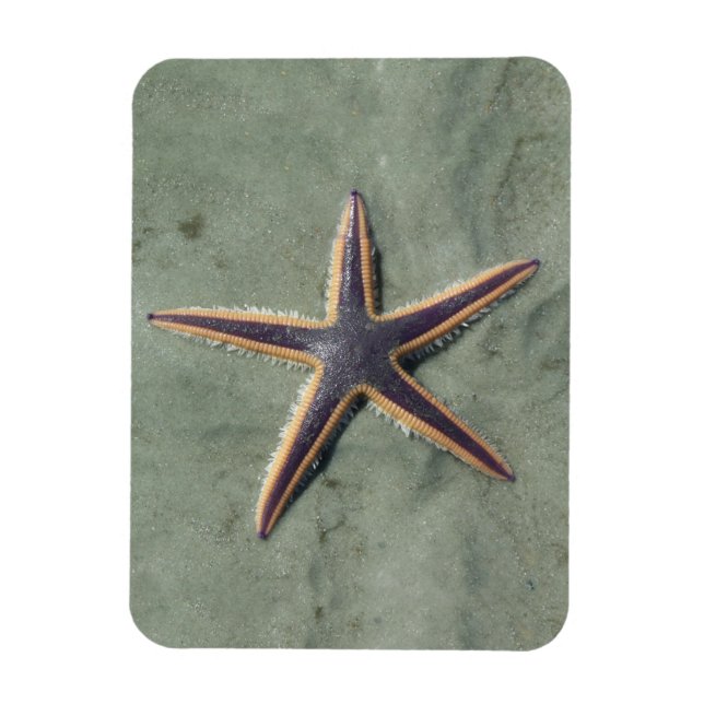 Magnet Flexible Starfish Purple étoile de mer sur la plage (Vertical)