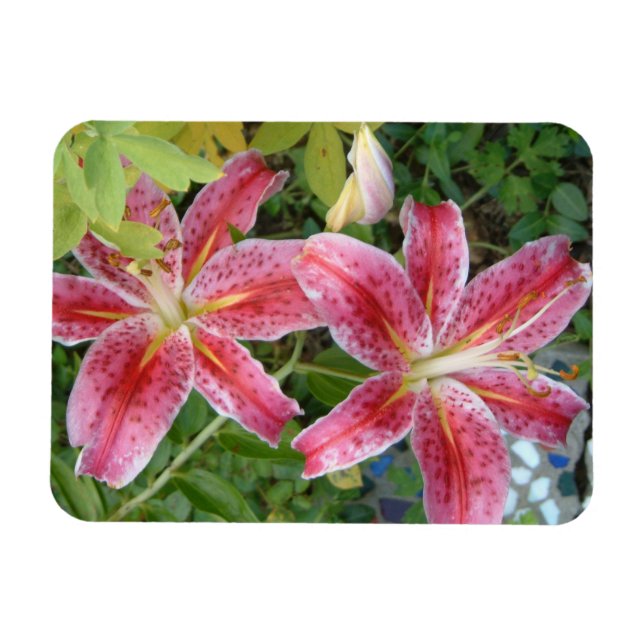 Magnet Flexible Stargazer Lilies Jardin Floral (Horizontal)