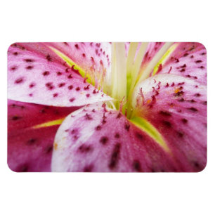 Magnet Flexible Stargazer Lily brillant Magenta Floral