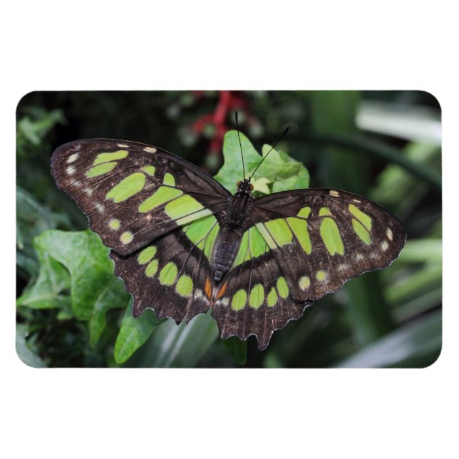 Magnet Flexible Stelènes de Siproeta (Horizontal)