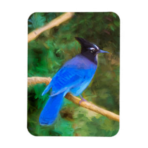 Magnet Flexible Steller's Jay Painting - Art original pour oiseaux