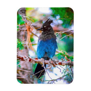 Magnet Flexible Steller's Jay - Photographie originale