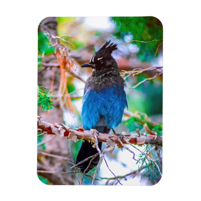 Magnet Flexible Steller's Jay - Photographie originale (Vertical)