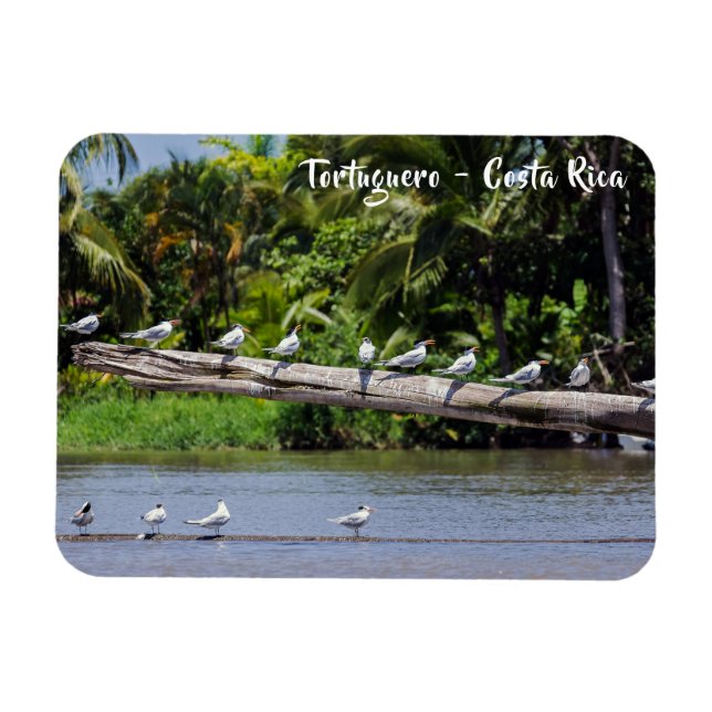 Magnet Flexible sternes royales, estuaire du fleuve Tortuguero - C (Horizontal)