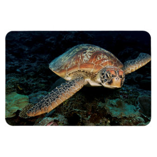 Magnet Flexible Sulawesi Tortue marine verte