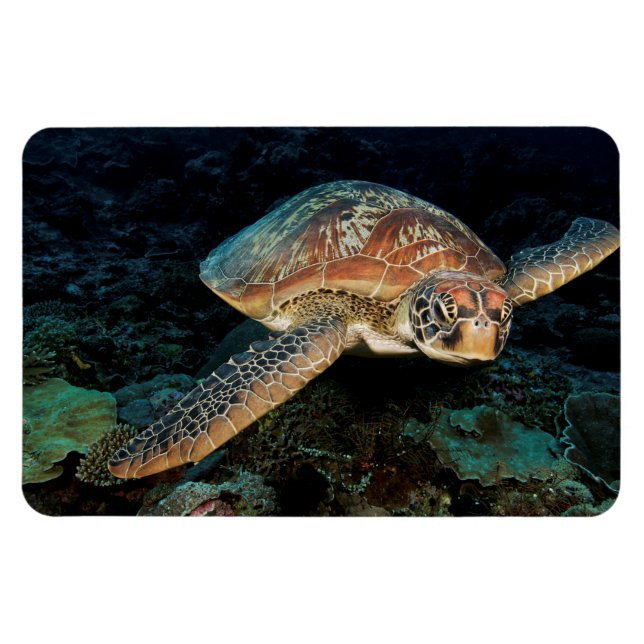 Magnet Flexible Sulawesi | Tortue marine verte (Horizontal)