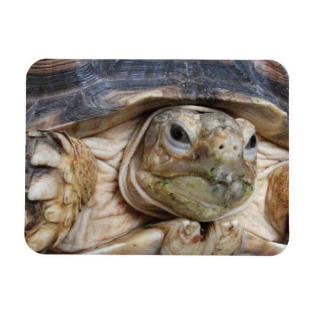 Magnet Flexible Sulcata Tortoise Face Gros plan (Horizontal)