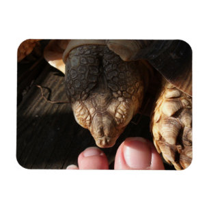 Magnet Flexible Sulcata Tortoise observer les gens orteils