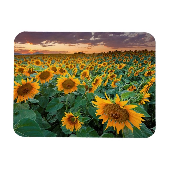 Magnet Flexible Sunflower Field à Longmont, Colorado (Horizontal)