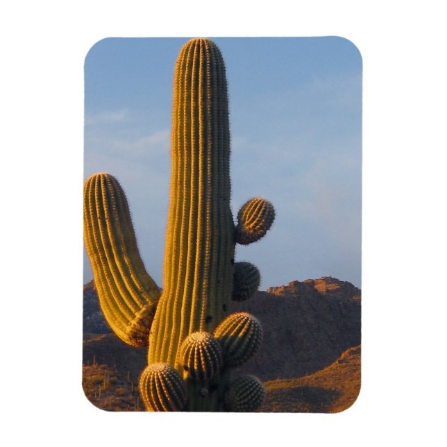 Magnet Flexible Sunlit Saguaro Cactus (Vertical)