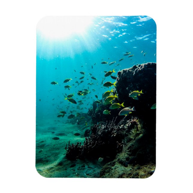 Magnet Flexible Sunshine and Tropical Fish (Vertical)
