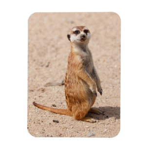 Magnet Flexible suricate