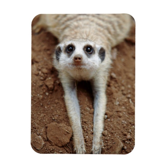 Magnet Flexible Suricate (Suricata Suricatta) se rafraîchissant (Vertical)