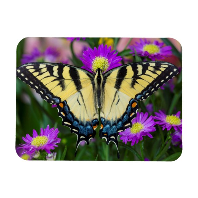 Magnet Flexible Swallowtail Butterfly on daisy (Horizontal)
