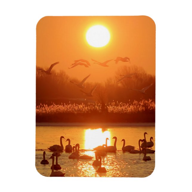 Magnet Flexible Swans dans le lac au coucher du soleil (Vertical)