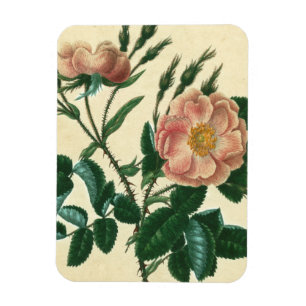 Magnet Flexible Sweet Briar Rose