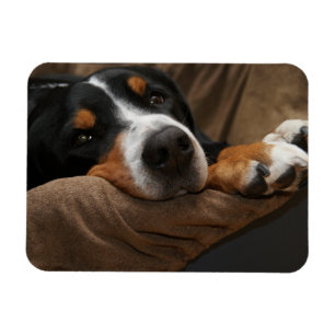 Magnet Flexible Swiss Mountain Dog Lounge