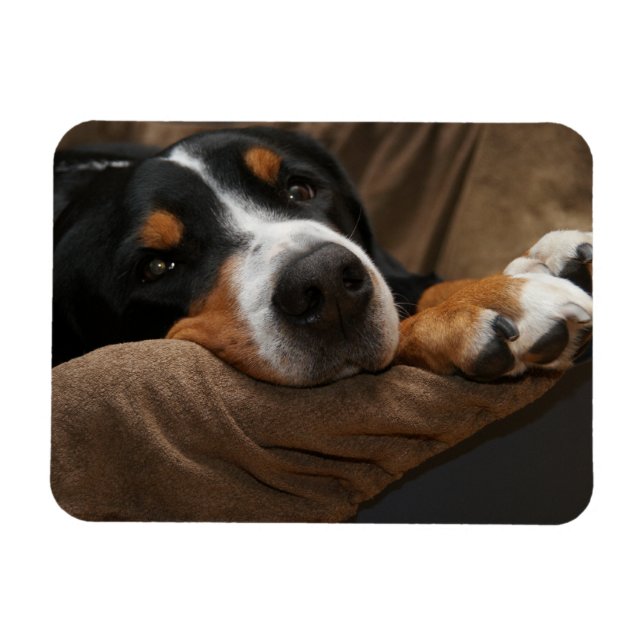 Magnet Flexible Swiss Mountain Dog Lounge (Horizontal)