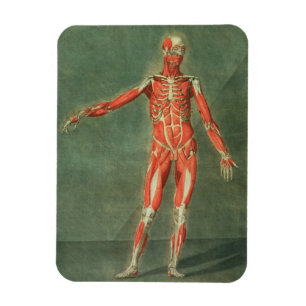 Magnet Flexible Système Musculaire Superficiel de l'avant du Bo