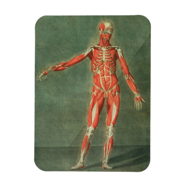 Magnet Flexible Système Musculaire Superficiel de l'avant du Bo (Vertical)